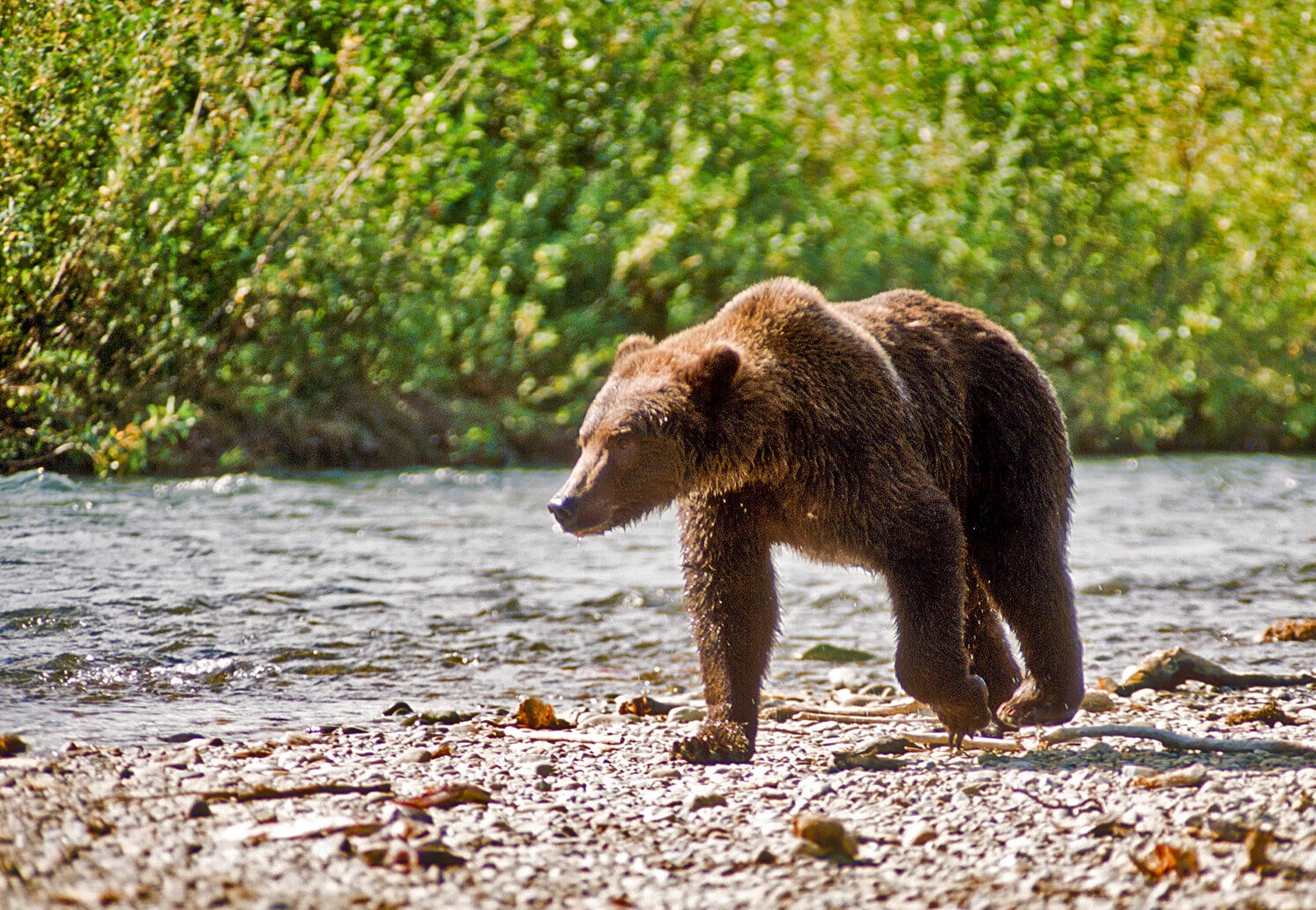 202505082115MCT_____PHOTO____US-NEWS-ALASKA-BEAR-KILLING-PROGRAM-MCT_1092932378.jpg