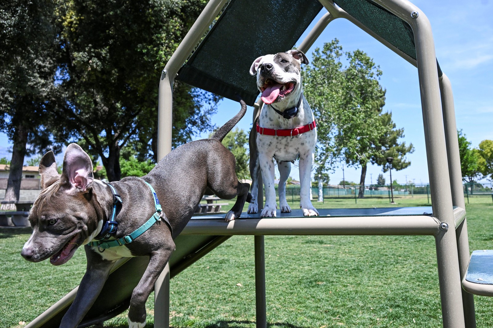 0423_NWS_IDB-L-DOGPARK-0423-03_1092287902.jpg