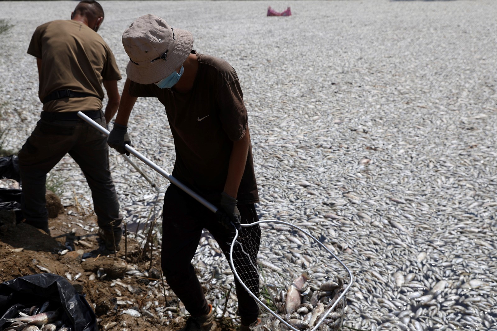APTOPIX_Greece_Dead_Fish_88161--30931#1_1083217120.jpg