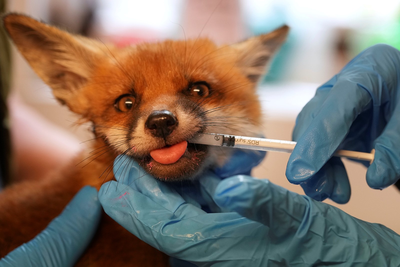 Britain_Fox_Rescue_22484--15730_1094125131.jpg