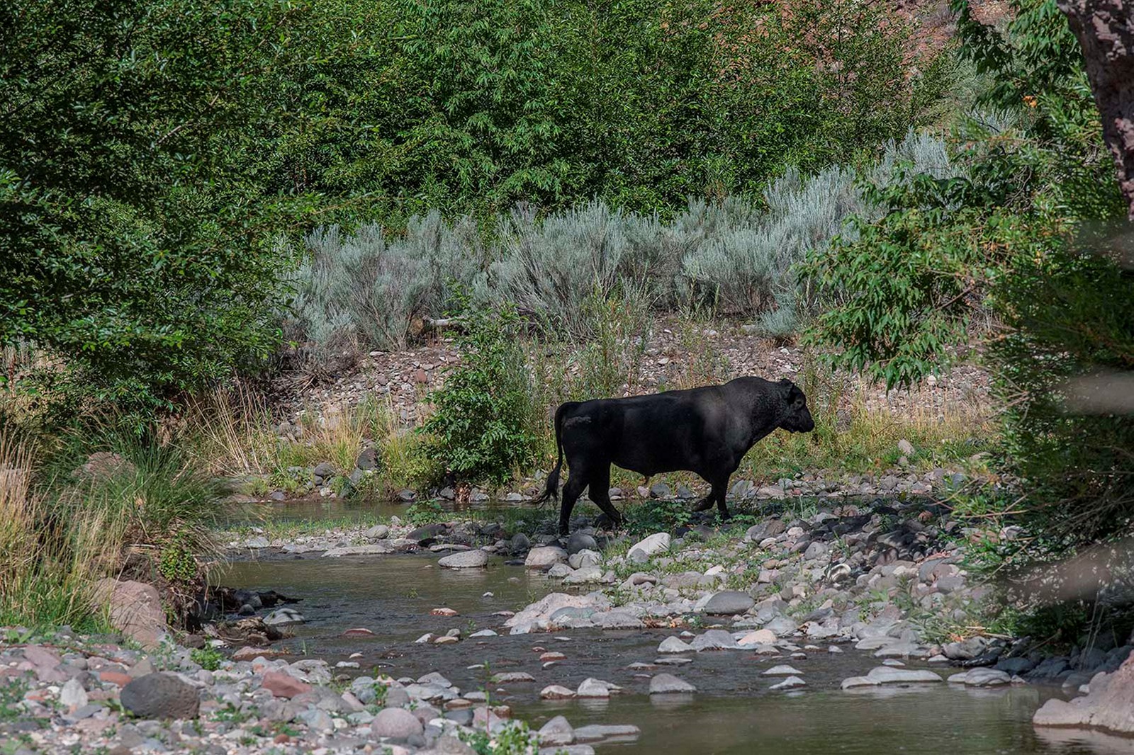 National_Forest-Feral_Cows_41006--69732_1059807156.jpg