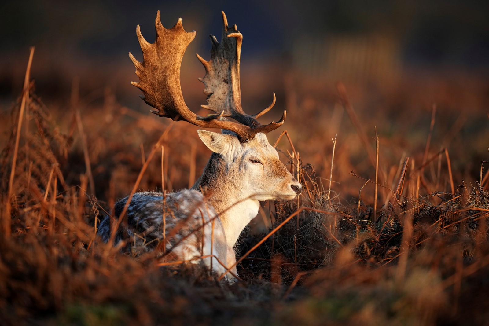 APTOPIX_Britain_Weather_Deer_34920--bfcdb_1088442284.jpg