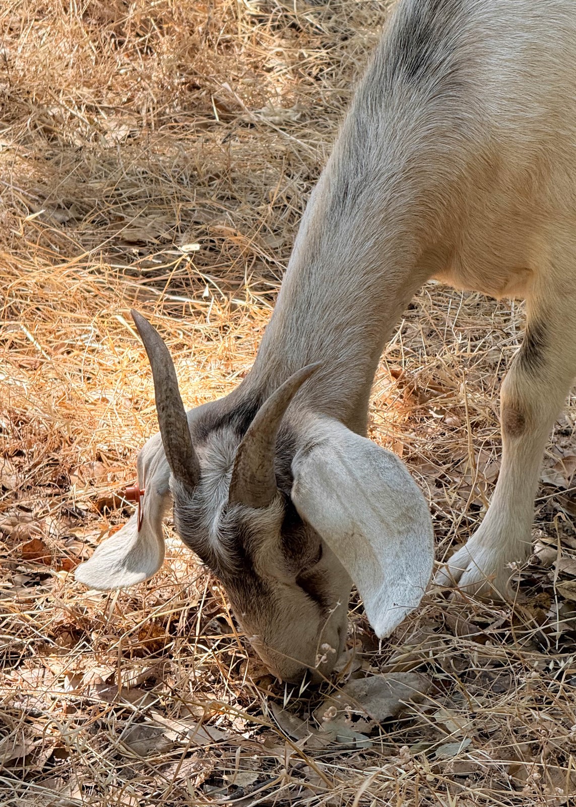 GOATS-02_1095366159.jpg