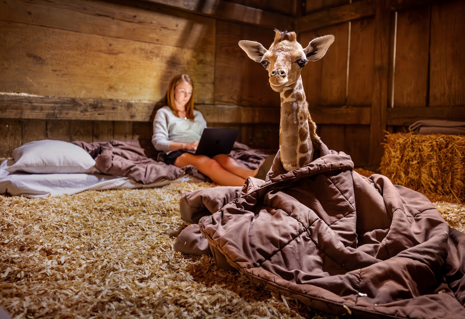 TPD-L-jb0416_giraffe_001_1105623362.jpg