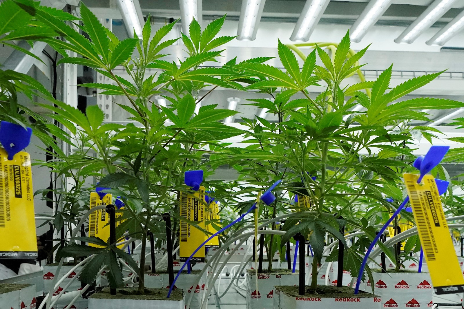 Marijuana_State_Laws_54532--97100_1078238085.jpg