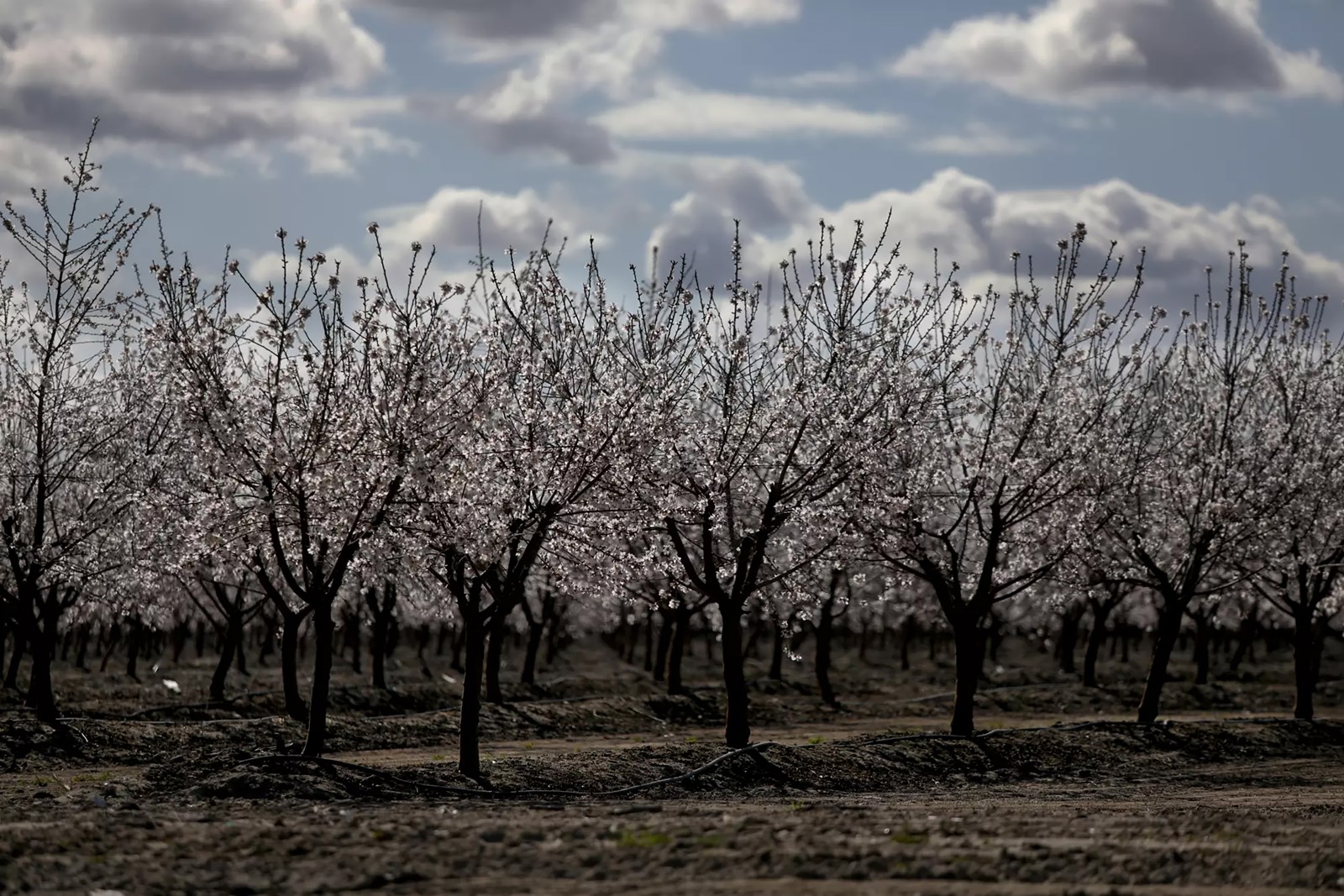202508120415MCT_____PHOTO____BIZ-FARM-CALIF-ALMOND-ORCHARDS-RATS-LA_1096299045.jpg