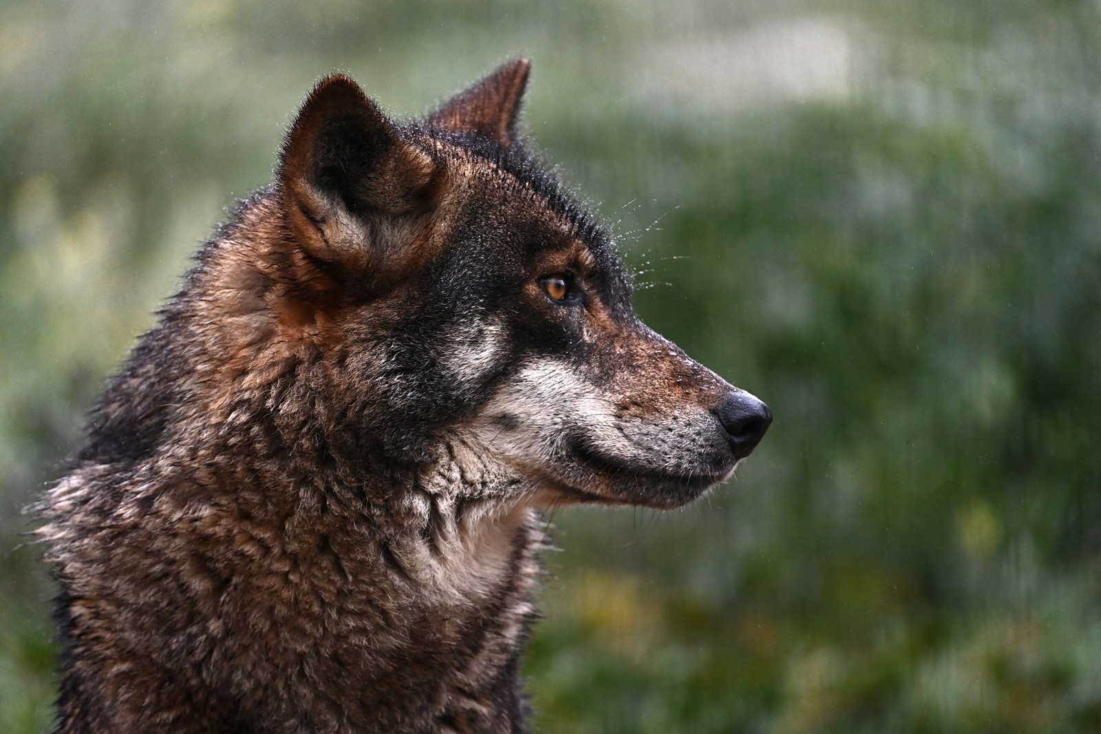 0825_NWS_TPD-Z-wolves-083026-03_1110147219.jpg