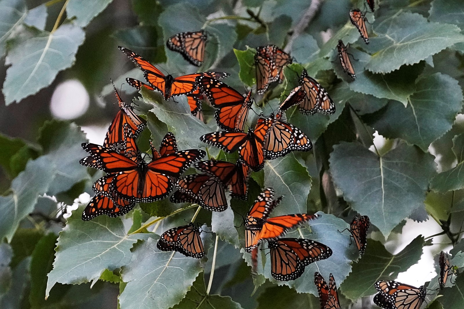 US_Endangered_Monarch_Butterflies_46735--8039c_1089418368.jpg