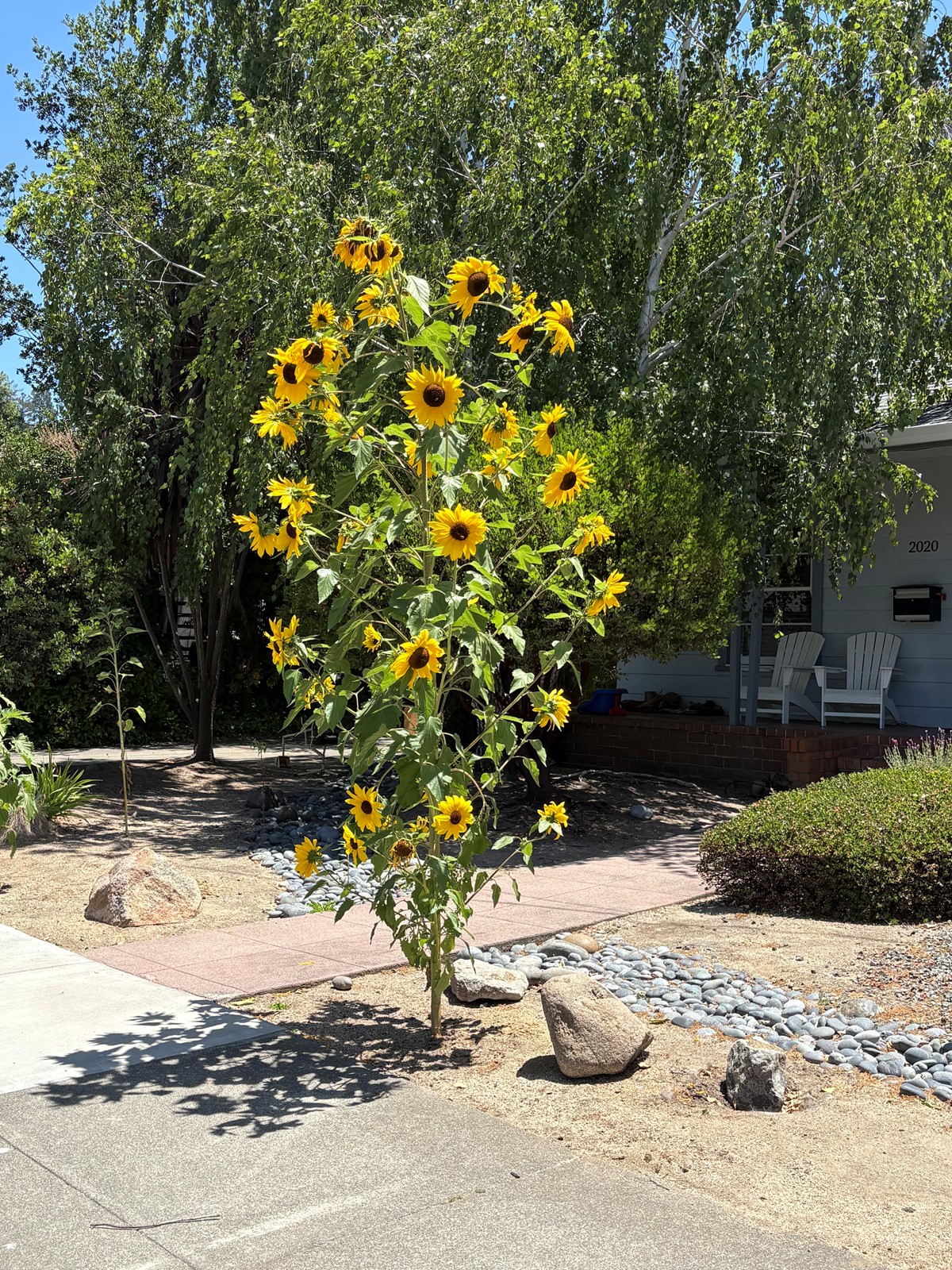 0715_NWS_TPD-L-Sunflowers-01_1108891867.jpg