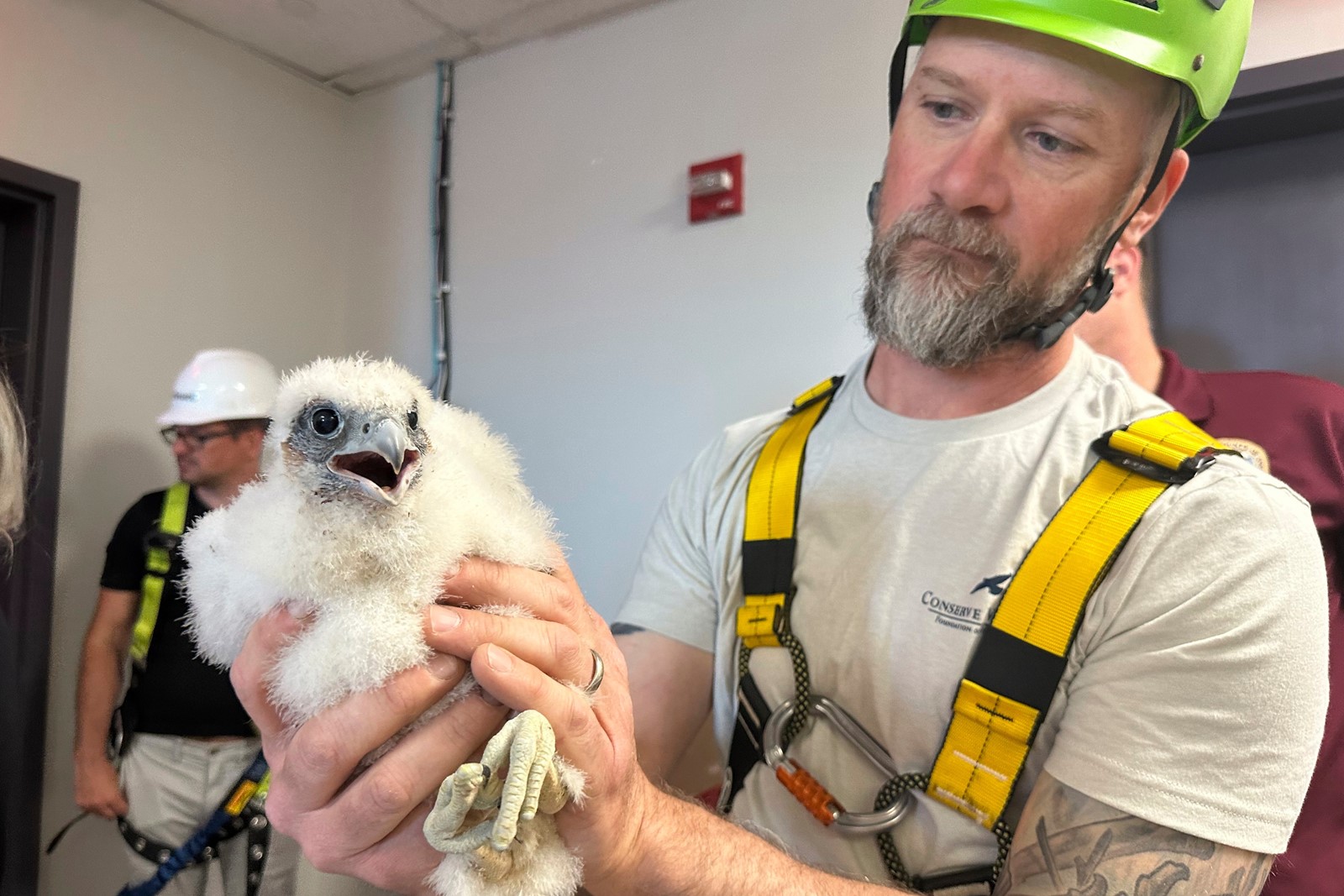 Peregrine_Falcons_Bird_Flu_07195--a6cc8_1093731366.jpg