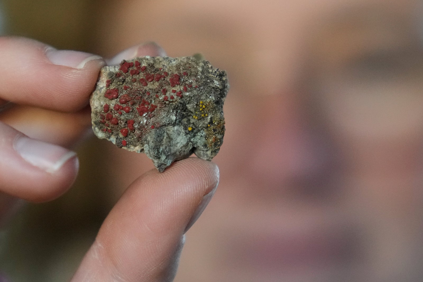 Climate_Fungi_Conservation_38134--cf4ab_1103397729.jpg