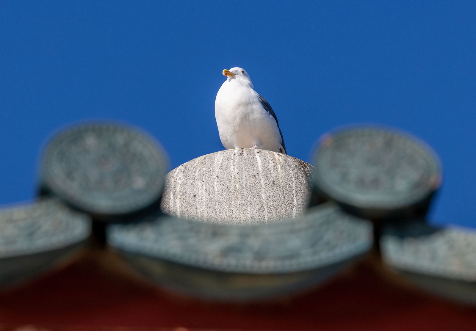 0117_NWS_TDB-L-A2-GULL-0120#2_1088759794.jpg