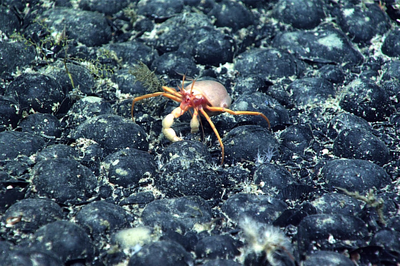 Deep-Sea_Mining_18817--ab167_1106921075.jpg
