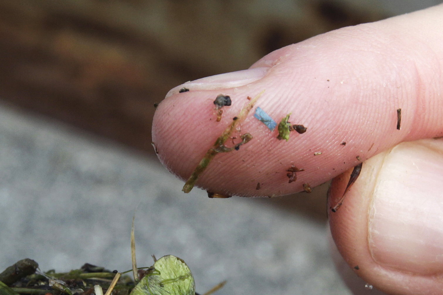 Be_Well-Microplastics_61192--64f77_1082515935.jpg