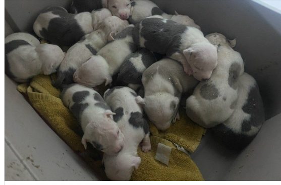DET-L-DOGRESCUE1008-e1728329139398_1084925337.jpg