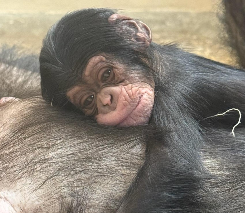 DTN-L-DNChimp0713_1095257422.jpg