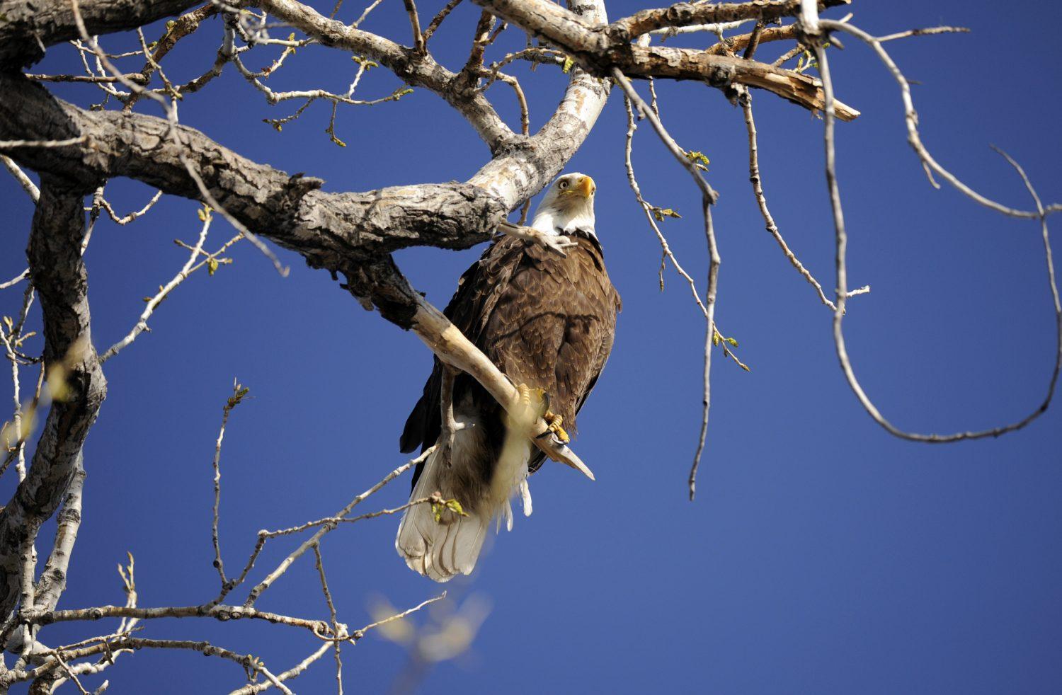 EAGLES_1RJ4225_1069429454.jpg