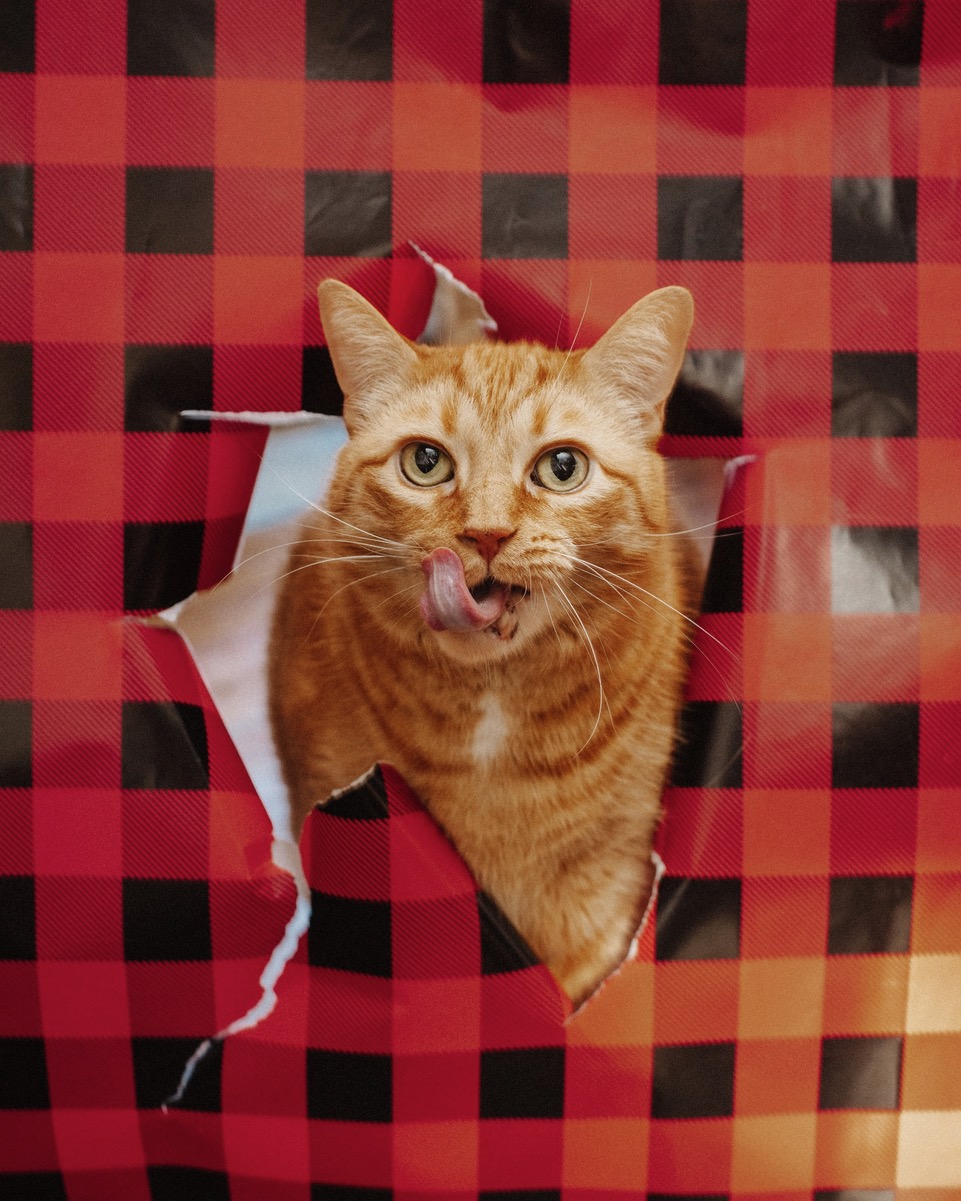 SEN-L-PetTalk-COL-0112-01_1088513426.jpg