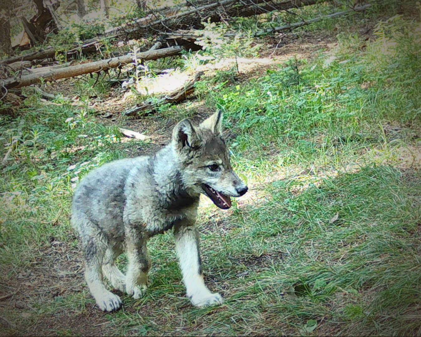 TDP-Z-wolf-pup-summer-2025-cpw-01_1095437325.jpg
