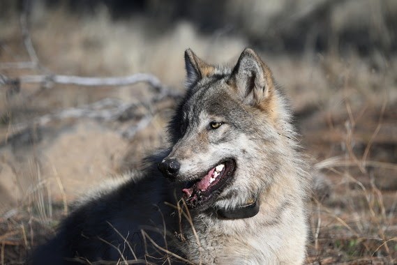 WOLF-01_1110487333.jpg