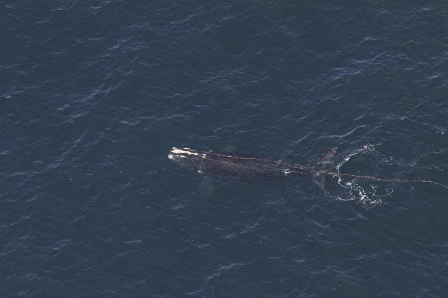 Whale_Entanglement_70525--f52b3_1077402585.jpg