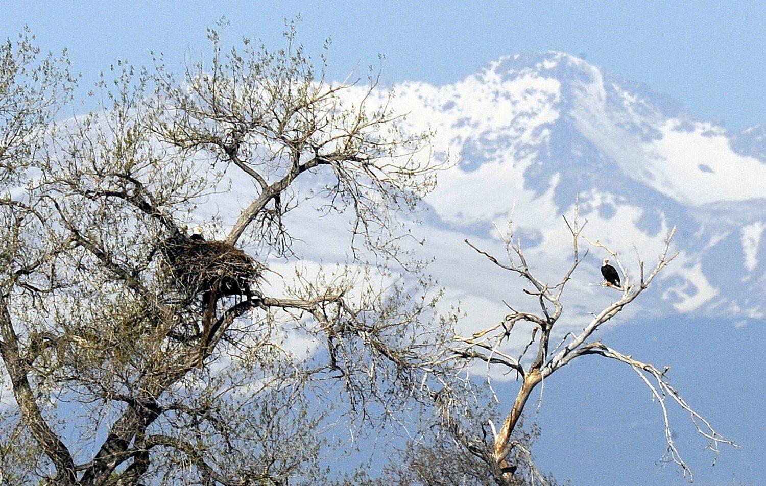 Where_to_see_bald_eagles_during_their_annual_winter_visit_to_Colorado_1_1069429453.jpg