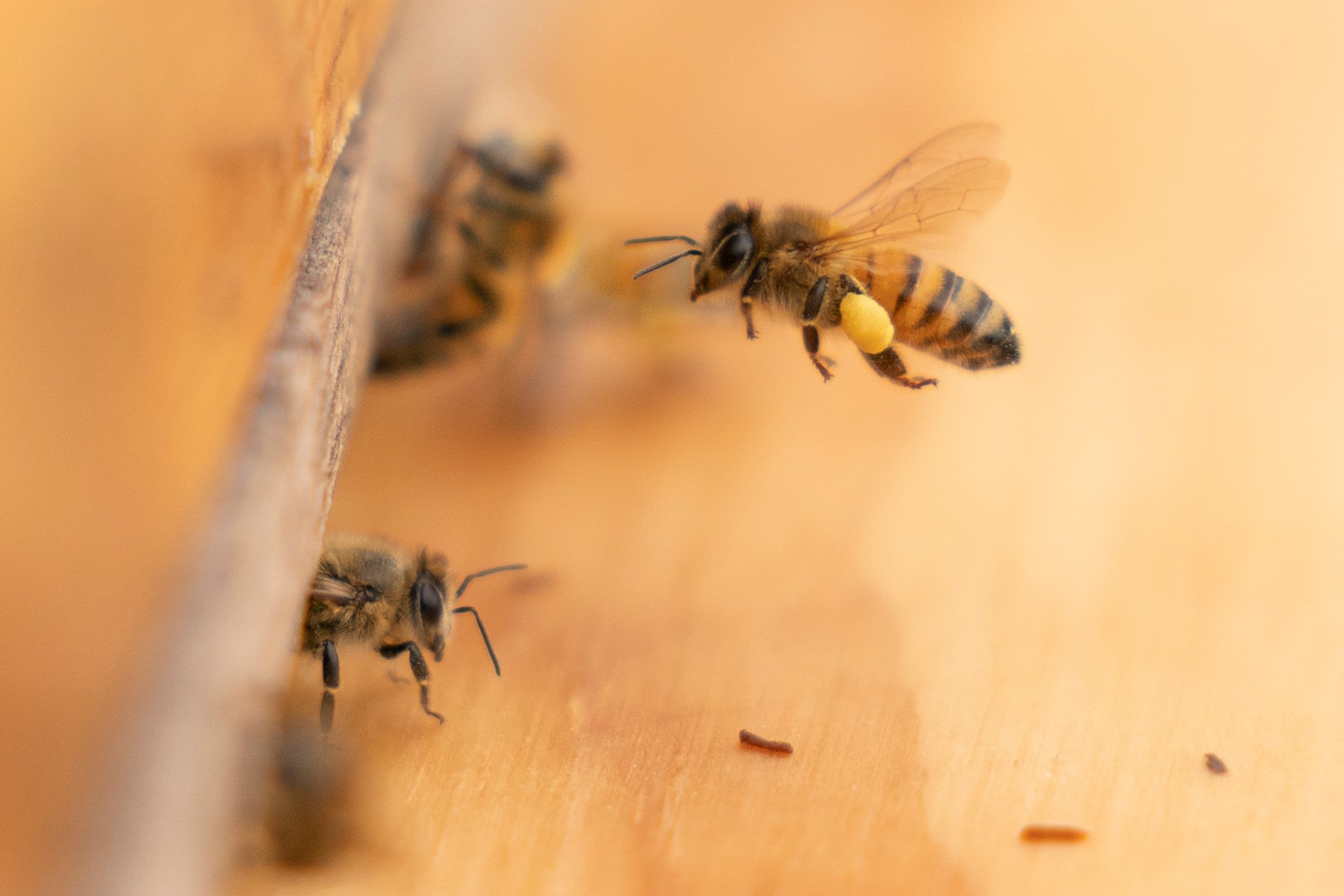 Government_Bees_50405--7eeb3_1063451306.jpg