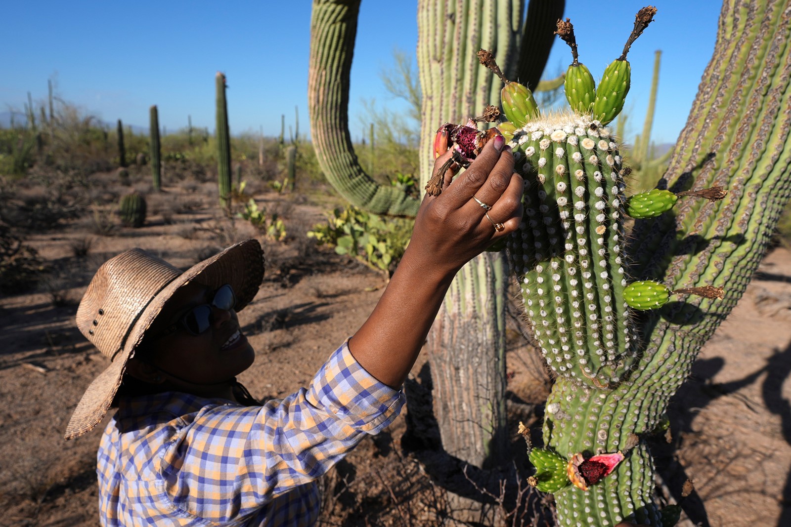 Saguaro_Cactus-Harvest_38632--37725_1095019261.jpg