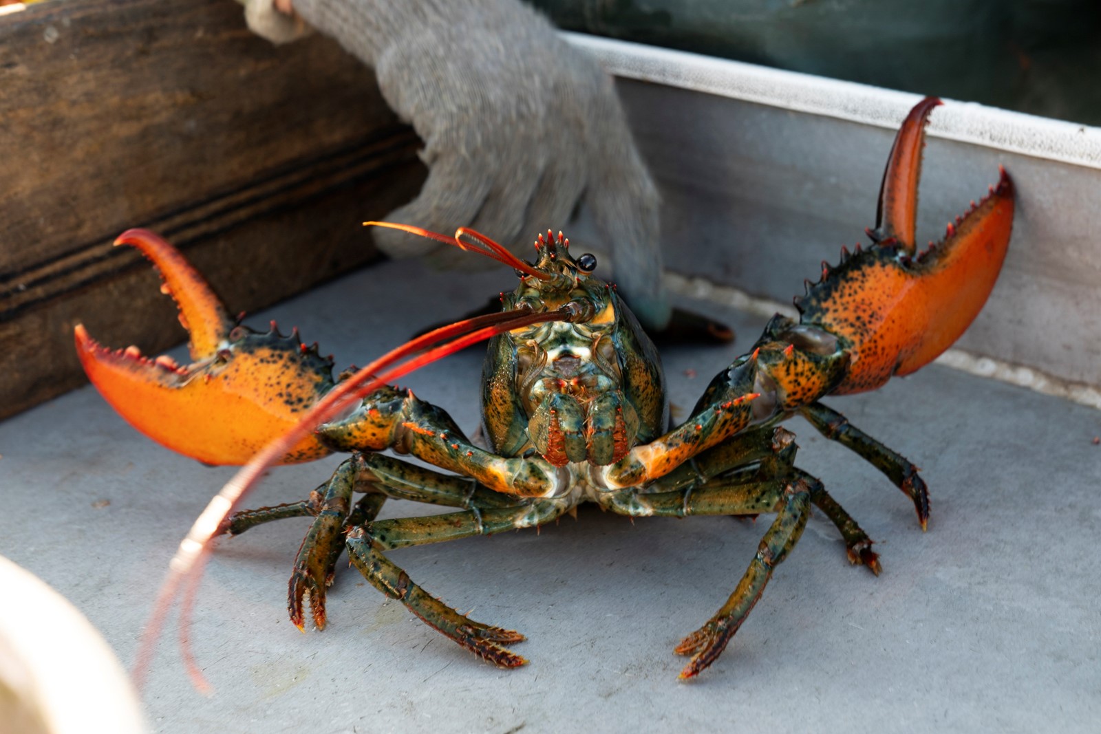 Lobster_Defamation_Suit_60852--e3439_1090422578.jpg