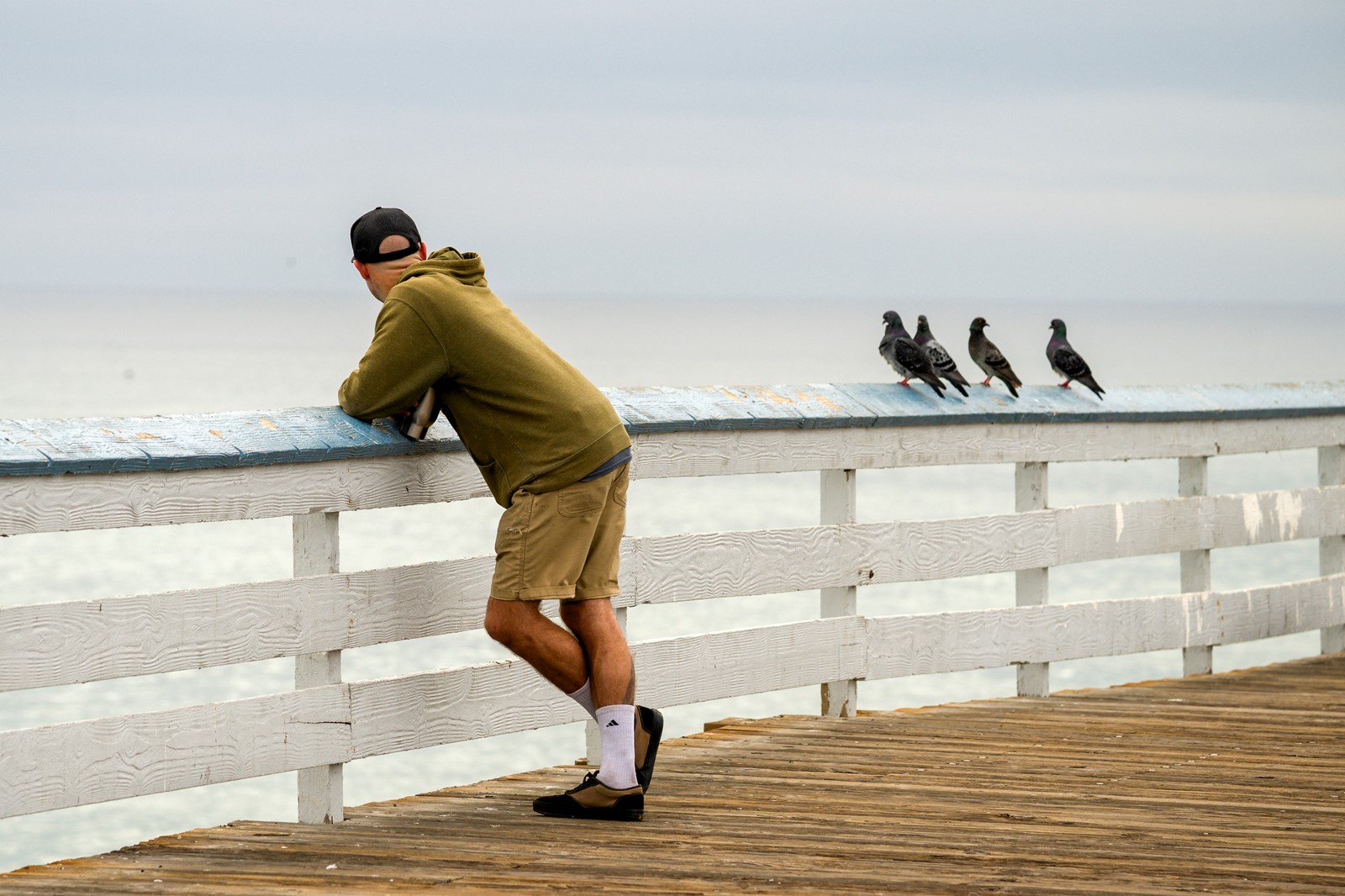 1114_NWS_OCR-L-A2-PIGEONWATCH-01-LO_1099955122.jpg