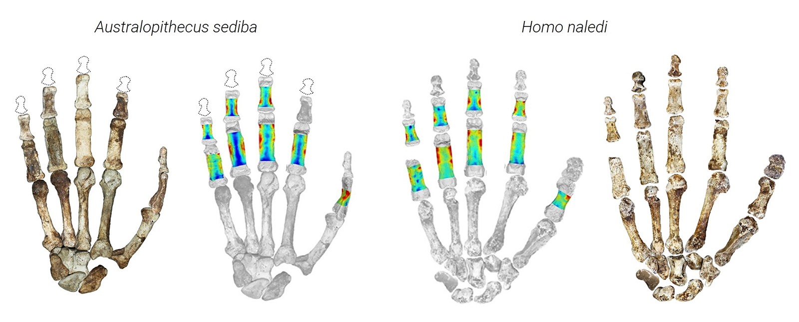 Human_Ancestor_Hands_26499--60360_1093098975.jpg