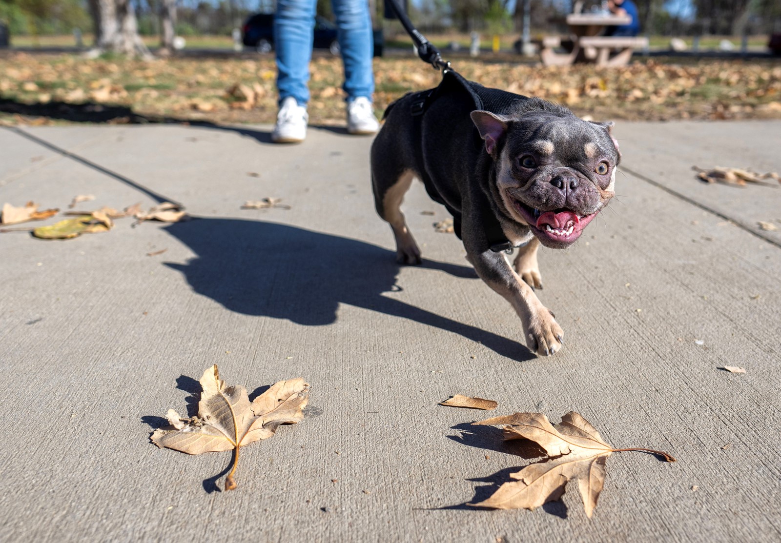 0122_NWS_LDN-L-A2-BULLDOG-0123_1088940020.jpg