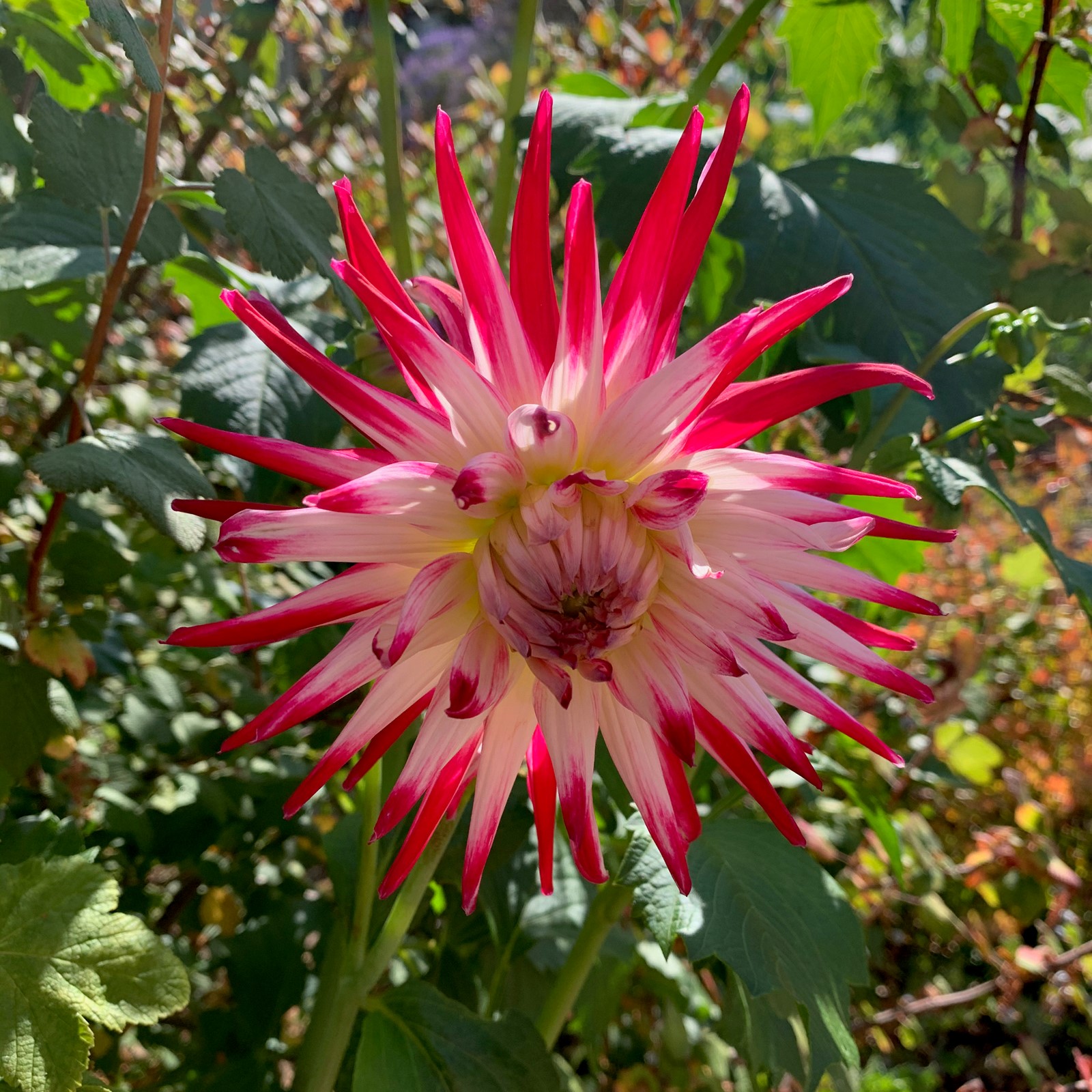 STC-L-COL-KARWIN-0721-03_1065091775.jpe