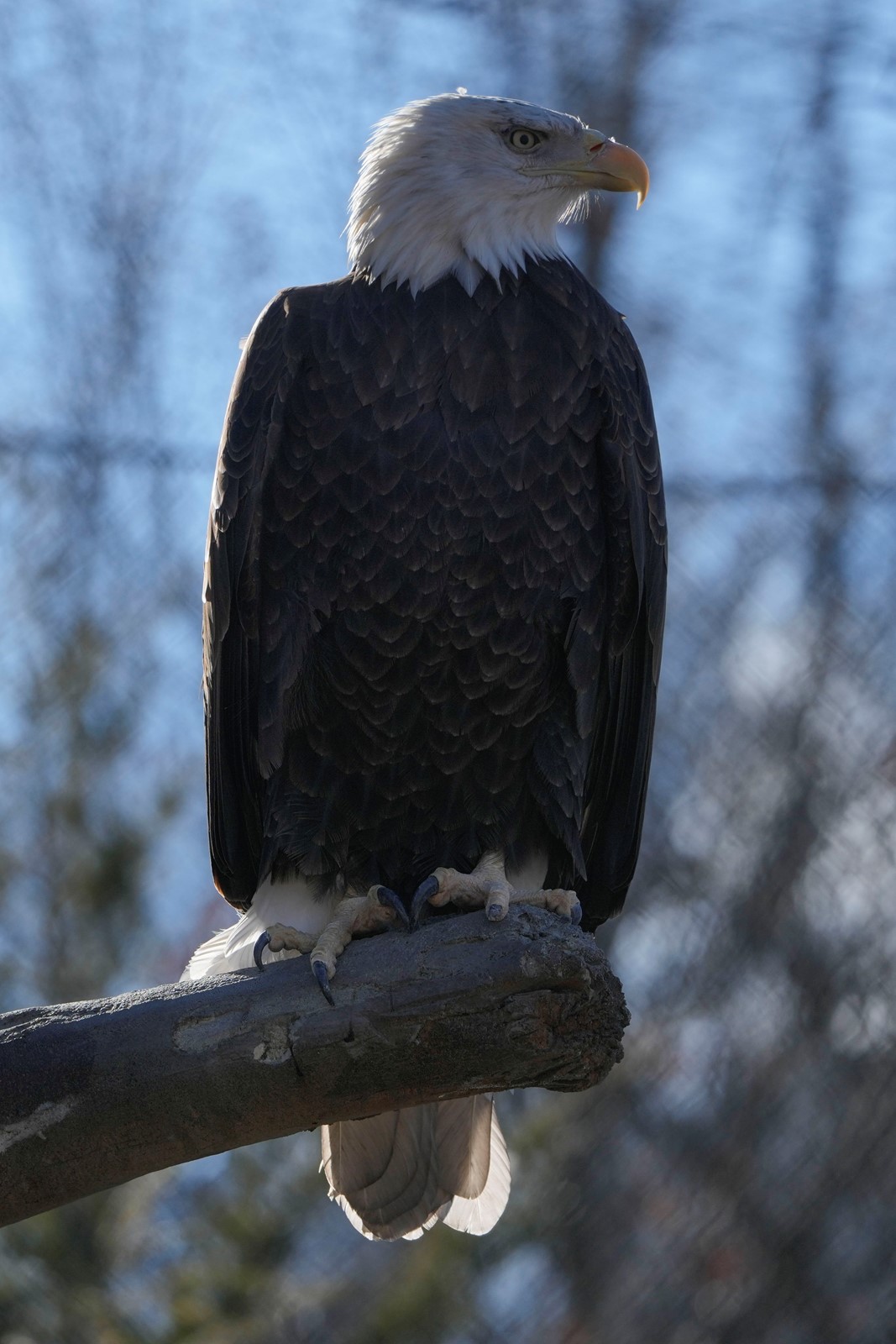 Bald_Eagles_The_Comeback_34858--45651_1089568592.jpg