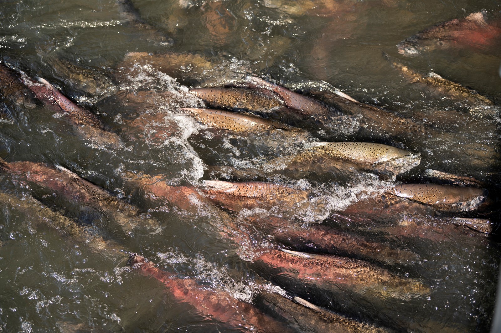 SJM-L-SALMONBACK-1121-2_1086765526.jpg