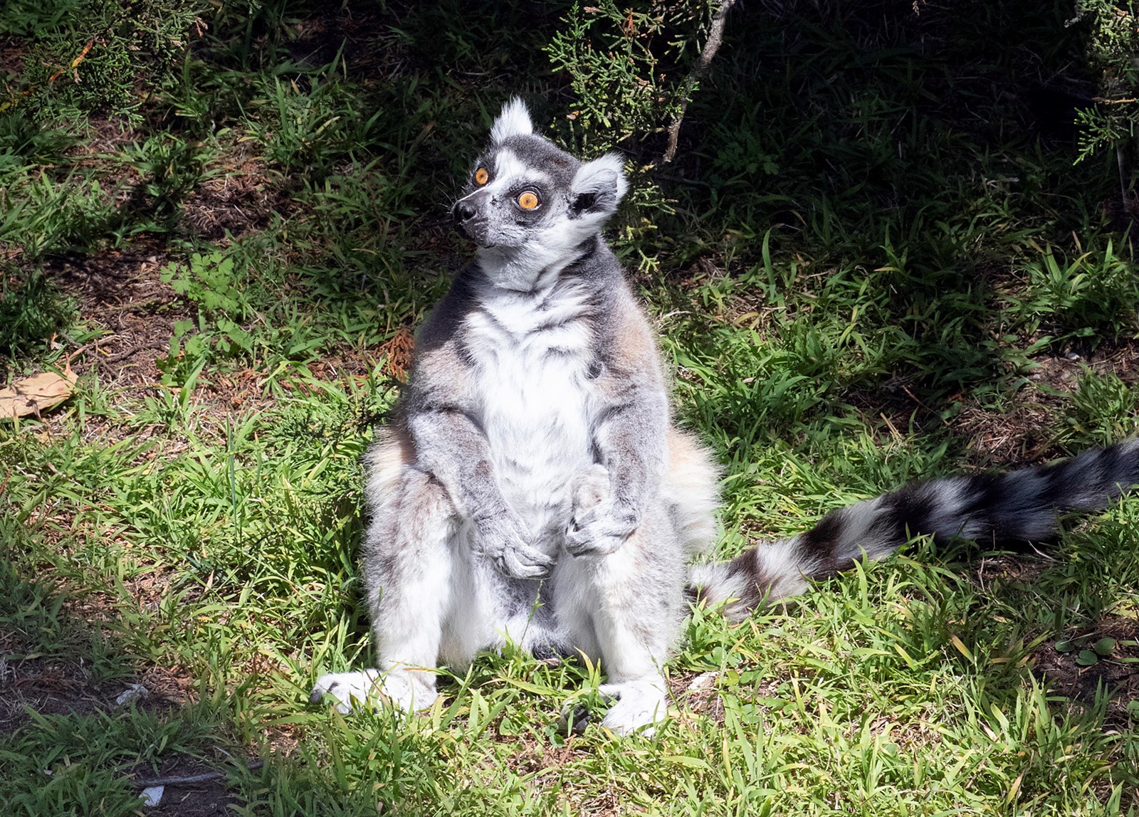 SJM-L-LEMUR-1015-01_1058160296.jpg