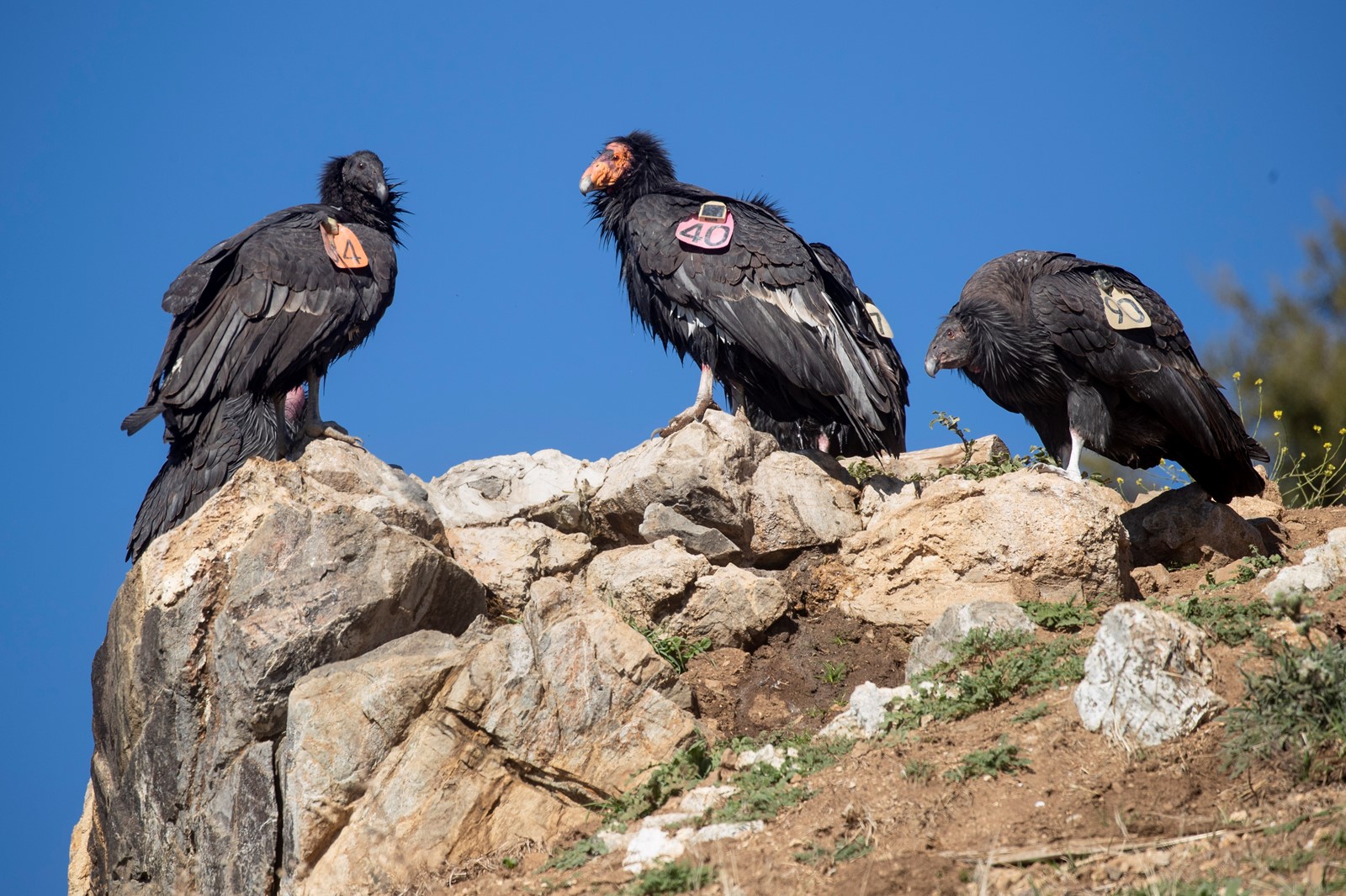 SJM-Z-CONDORS-0930-2_1069796782.jpg