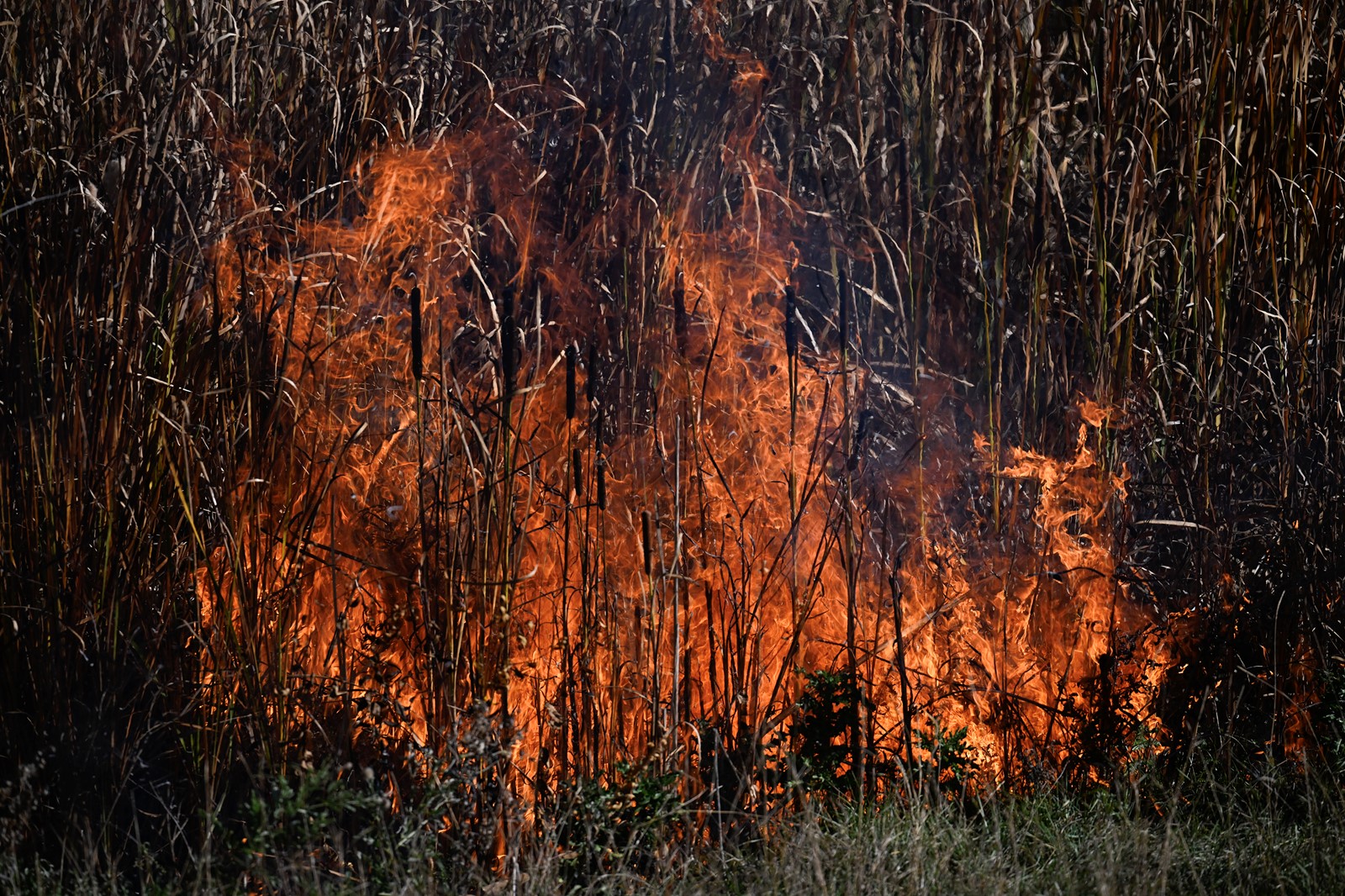 DCC-L-LFDBURN_2MJ4181_1085559970.jpg