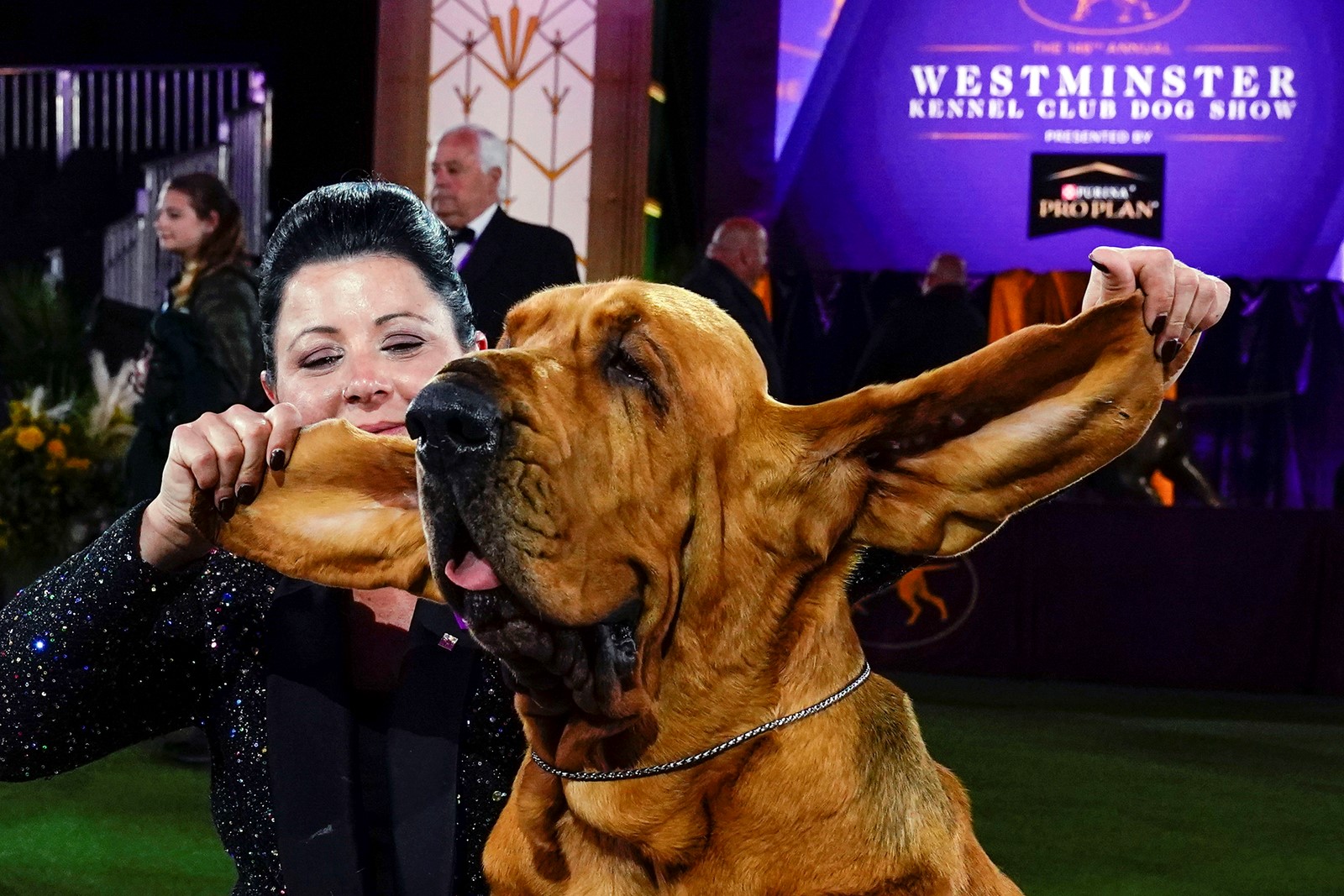 Westminster_Dog_Show_101_01833--2aab2_1089532758.jpg