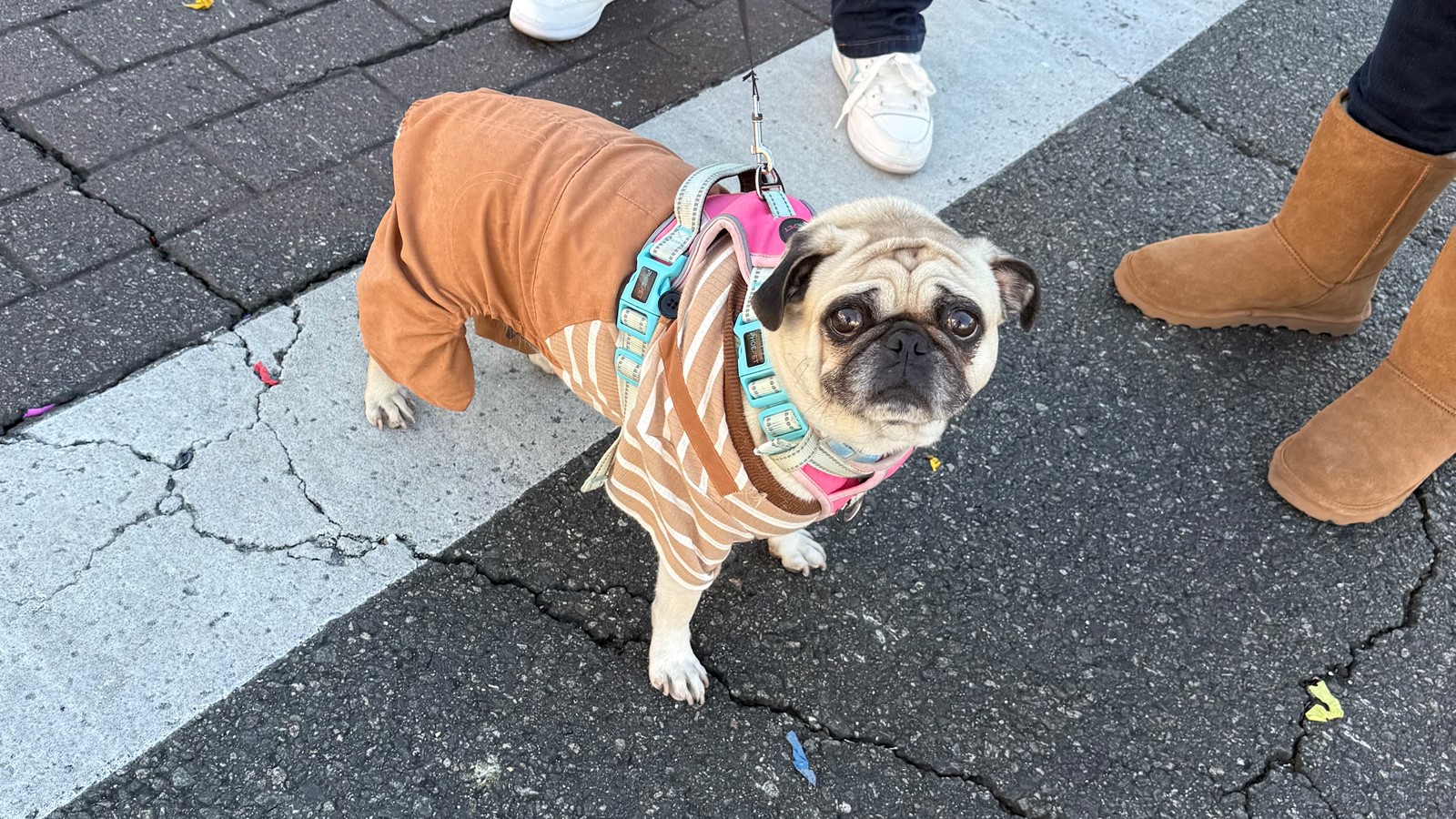 PAS-L-ROSE-DOGS-0101-10#2_1088166171.jpg