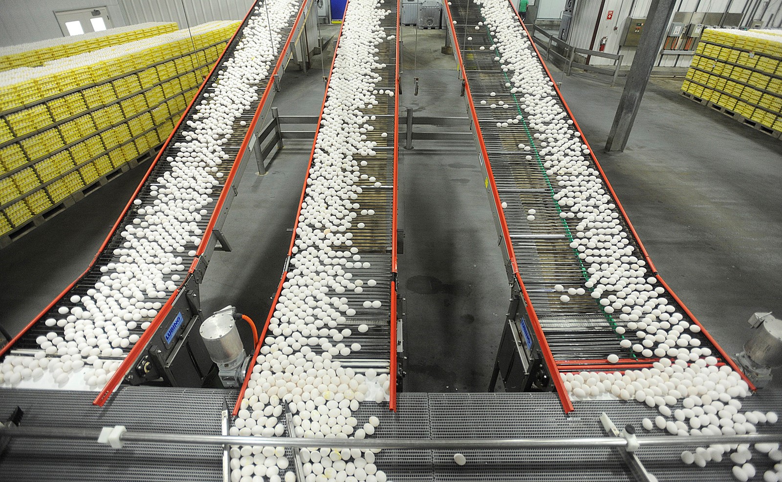 Egg_Prices_29553--766a6_1090216597.jpg