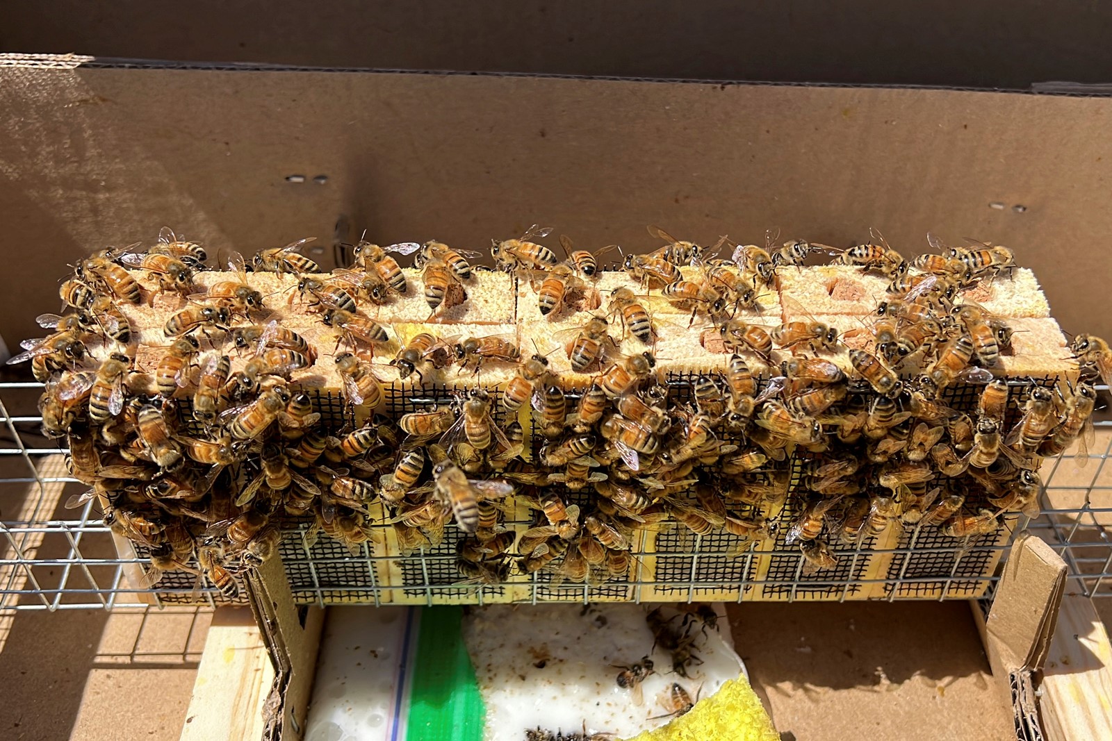 California_Storms_Farming_Bees_10437--cad1c_1061353486.jpg