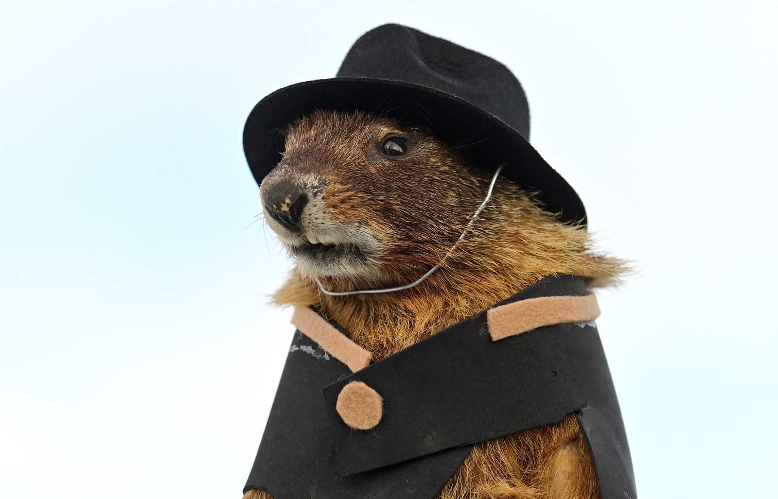 DCC-L-FREDDY_2MJ7682_1089282560.jpg