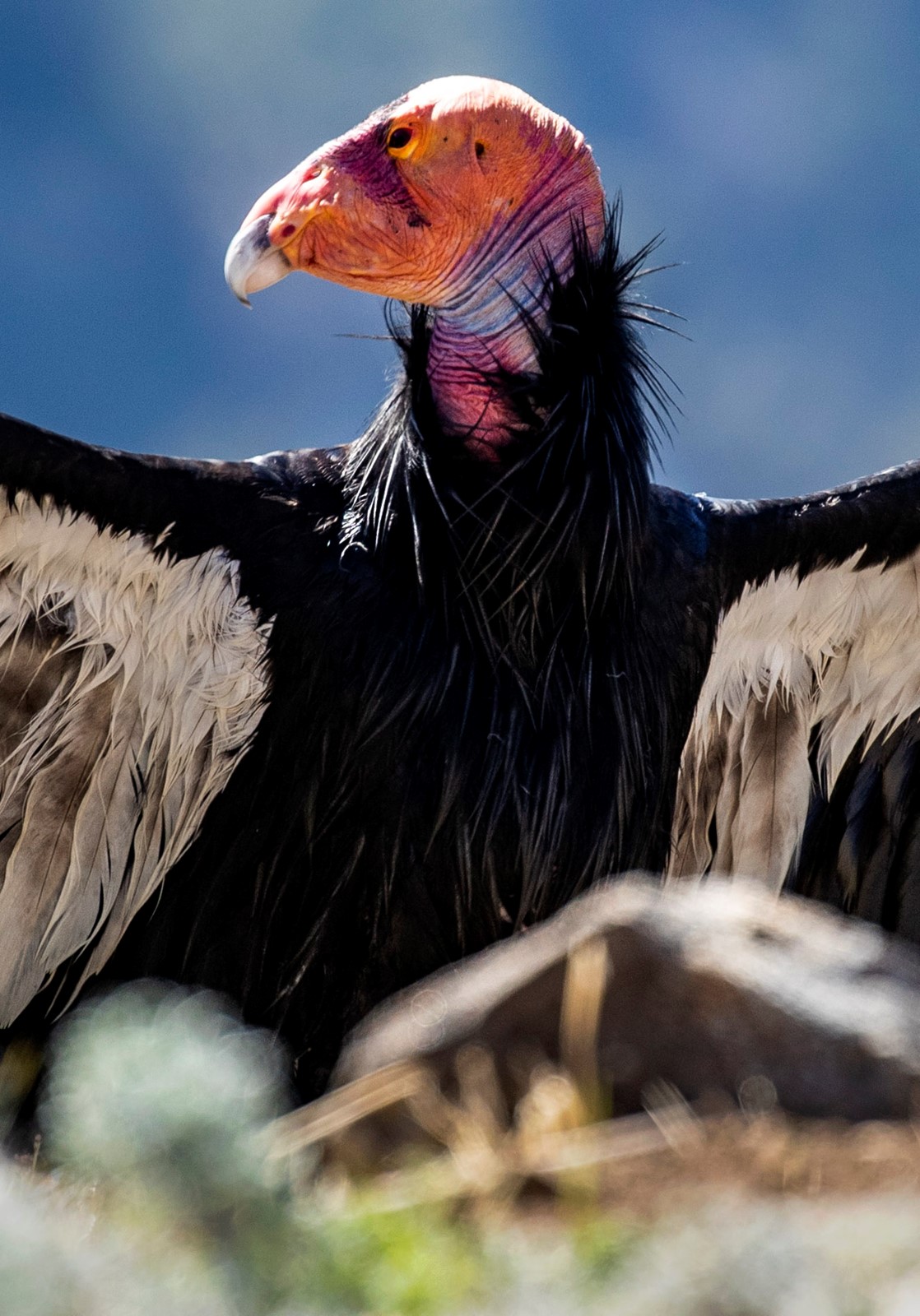 SJM-Z-CONDORS-0930-3_1069796783.jpg