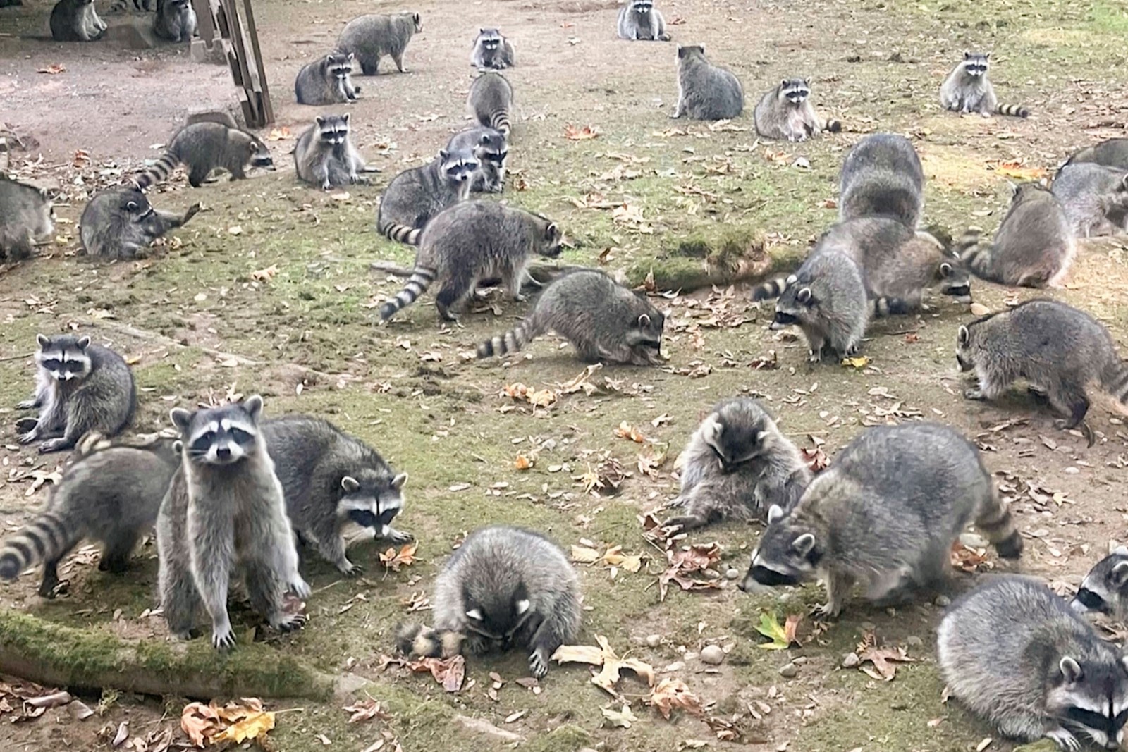 Raccoon_Invasion_32071--282b6_1085072507.jpg