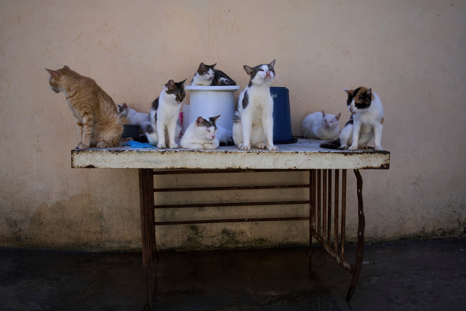APTOPIX_Cuba_Stray_Animals_95529--617c6_1096138669.jpg