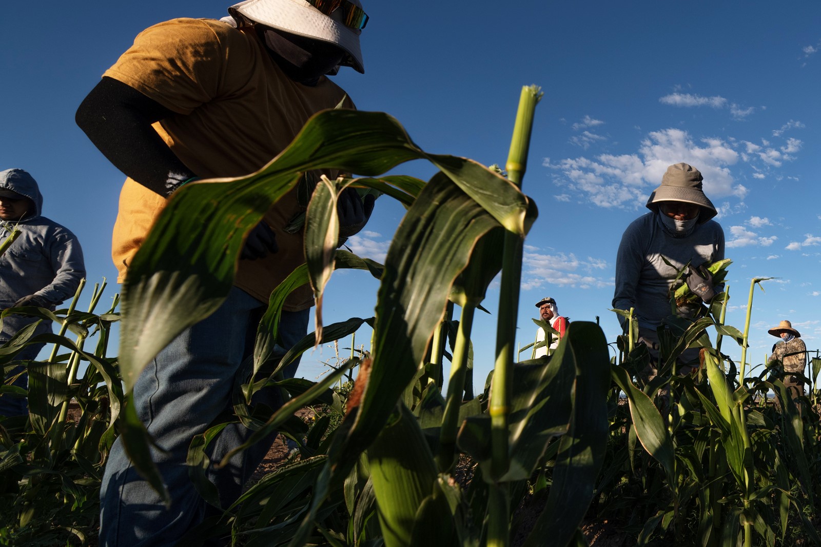 0709_NWS_TDP-Z-Olath-Corn-Harvest-WW-05_1095159563.jpg