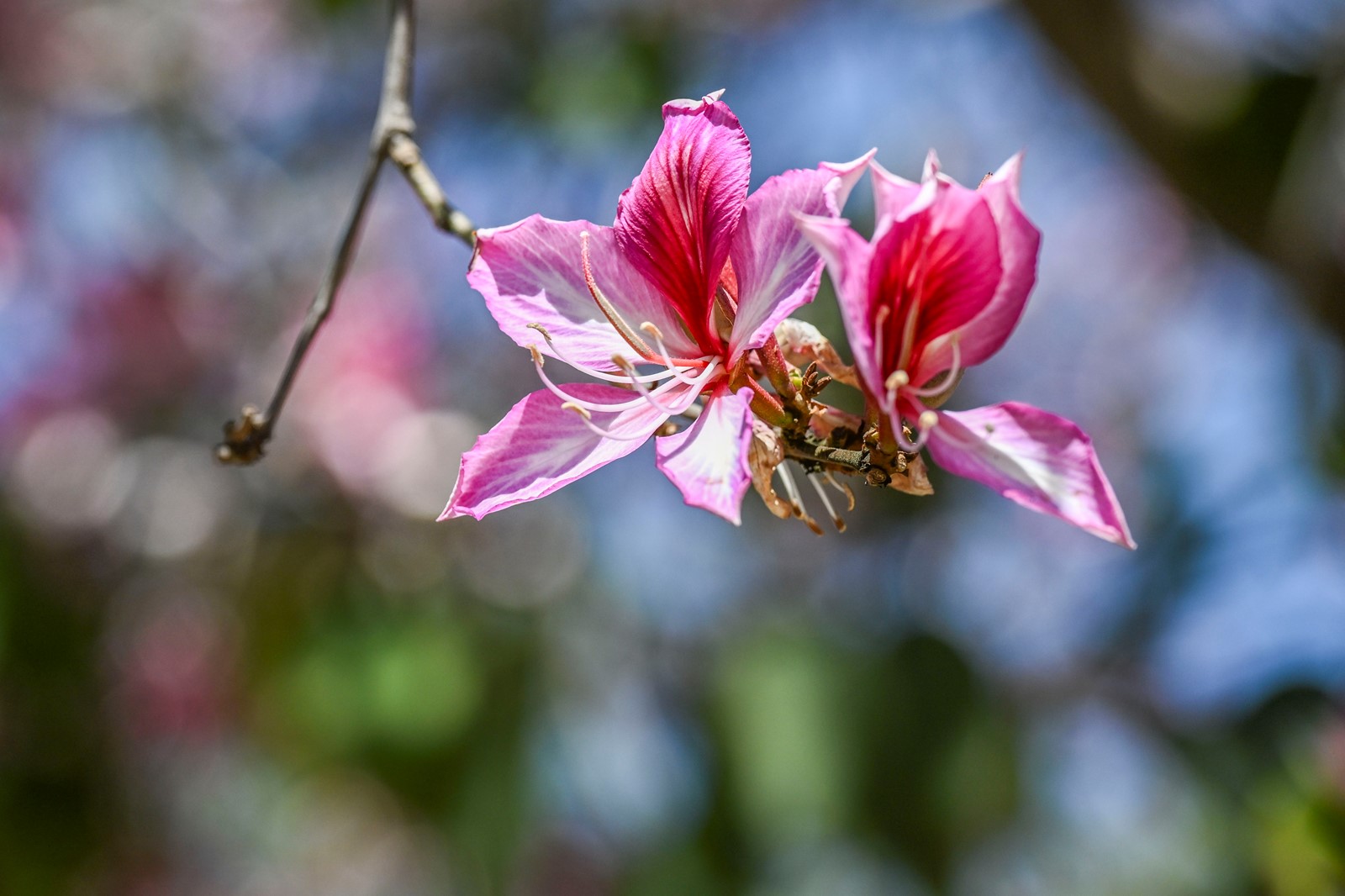 0404_NWS_RPE-L-PINK-0404-03_1091598447.jpg