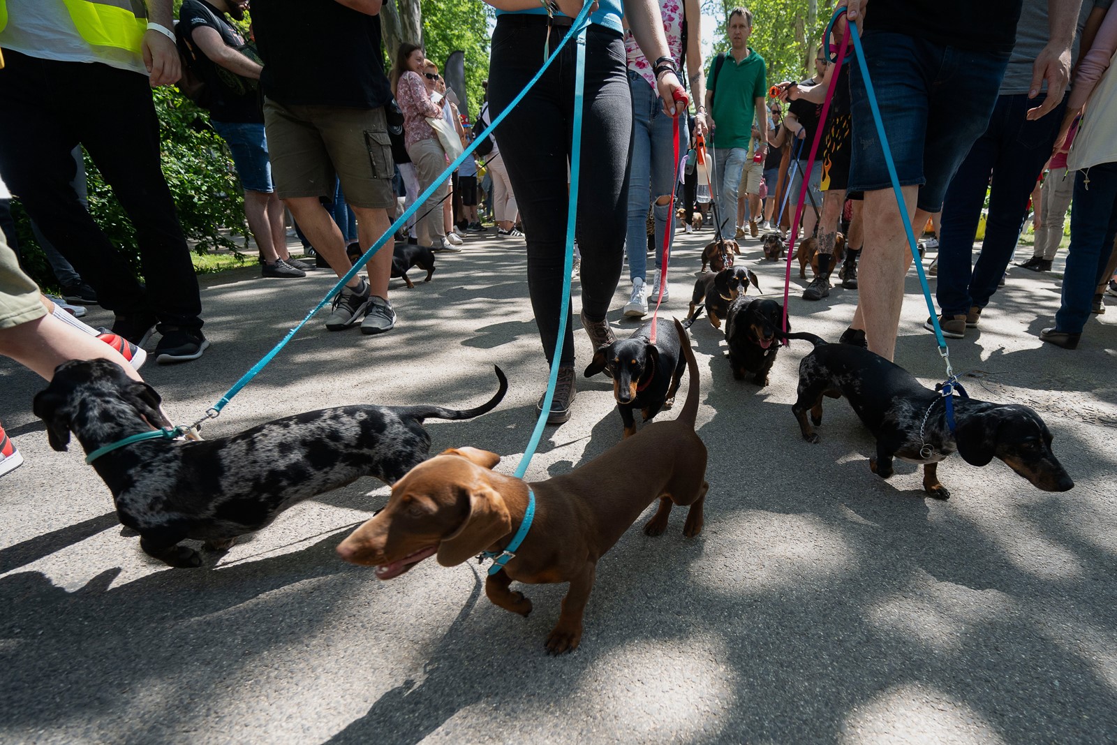 Hungary_Dachshund_Walk_Record_85636--1f74d_1092615383.jpg