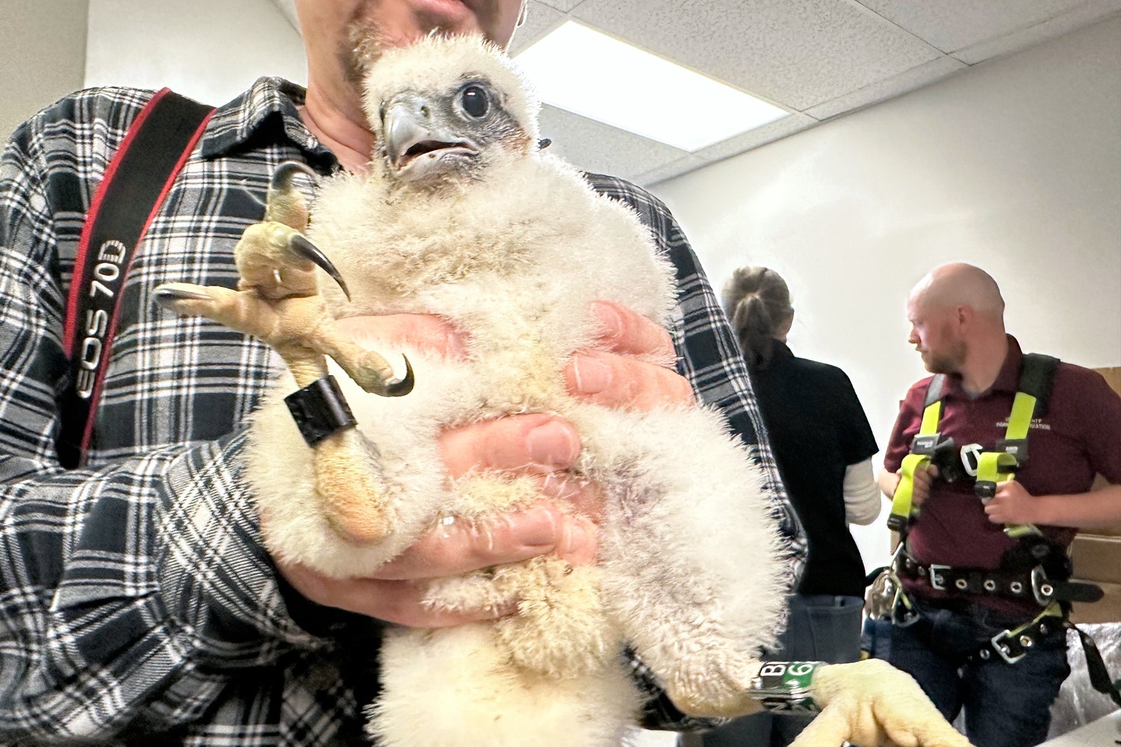 Peregrine_Falcons_Bird_Flu_88448--7ce12_1093731370.jpg